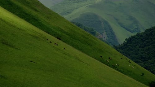 A Herd of Cows are Grazing on a Green Hillside