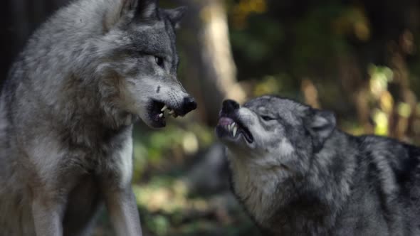Wolves Snarling in Forest Displaying Aggression, Nature Stock Footage ...