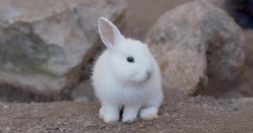 Gros plan d'un adorable lapin reniflant l'air