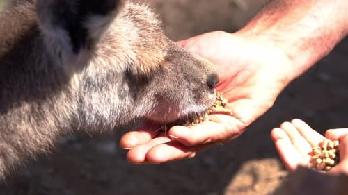 Plan rapproché d'un jeune enfant et de son père lors d'une rencontre avec des animaux sauvages au sanctuaire, h