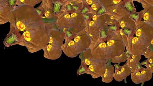 Alpha-Kanal „Cursed Halloween Pumpkin Transition“