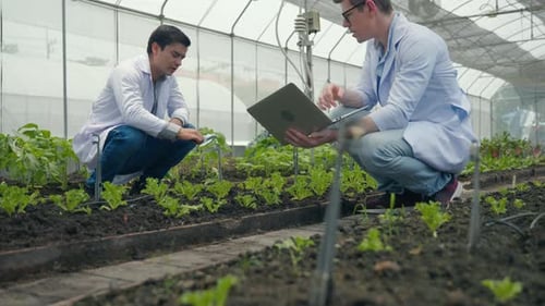 Scientists Inspecting Lettuce Crops in Greenhouse