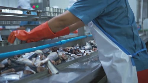 Process and production line in canned fish factory