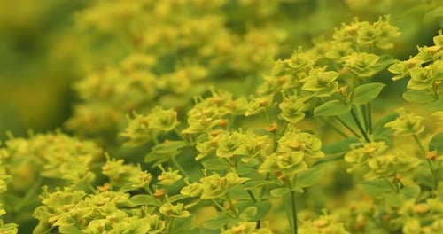 Euphorbia est un genre vaste et diversifié de plantes à fleurs, communément appelée euphorbe.
France
