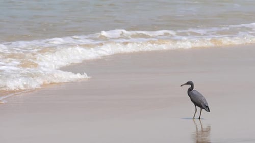 Grey Heron on the Seashore Thailand