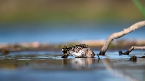 Dunlin watet im flachen See