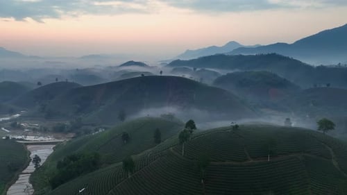 Vietnam Misty Tea Plantations and Mountain Ridges at Dawn