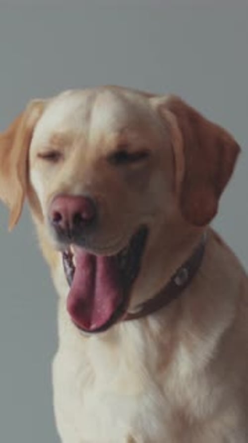 Close-up of a Panting Cream-Colored Labrador Retriever