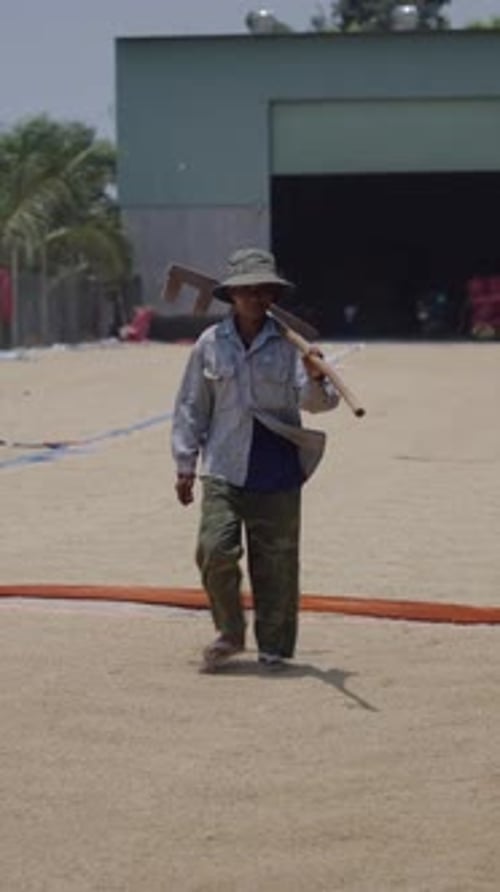 Slow Motion Young Vietnamese Farmer Walking on Rice with a Big Rake