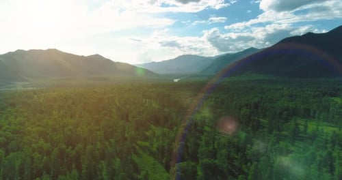 Aerial View Low Flight Above Evergreen Pine Tree Landscape with Endless Mountain Forest at Sunny