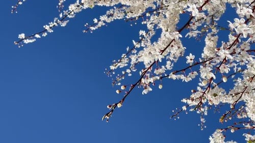 Branches of Flowering Cherry Plums on a Spring Sunny Day Against the Blue Sky