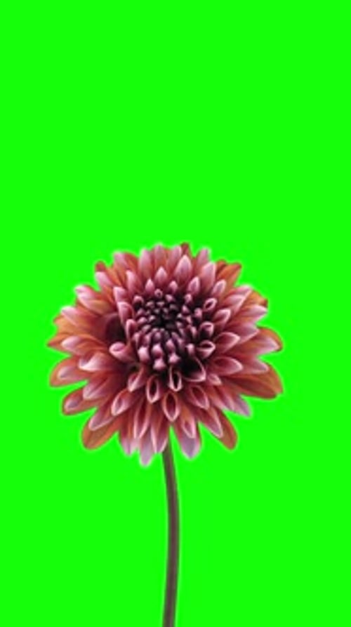 Opening orange dahlia flower against green CHROMA key, vertical orientation