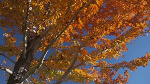 Autumnal Yellow Leaves Of A Maple Tree On A Quiet Sunny Park. Low Angle Shot