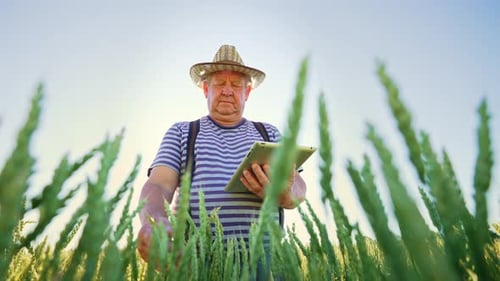 Farmer with Digital Tablet Walks Across Wheat Field of Light of Sun