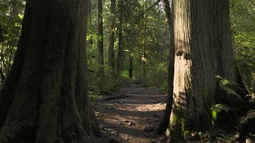 Flying Through Trees In A Forest On A Hiking Trail With Sun Shining