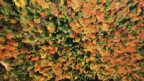 Closeup Shot of Deciduous Forest with Vibrant Fall Colors As Seen From Above