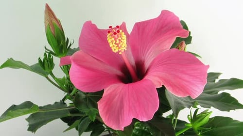 Time Lapse of Pink Hibiscus Flower Blooming