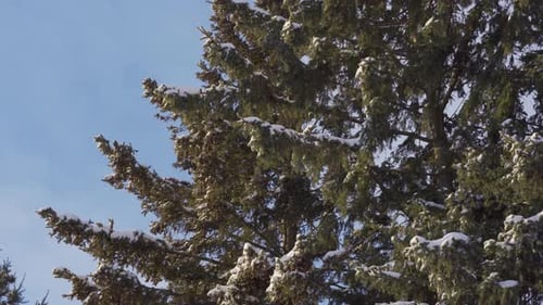 Snow Blowing Snow Covered Cedar Trees, Forest Landscape