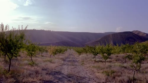 Mandelbaumfarm zur Herstellung von Tafelolivenöl, Luftaufnahme einer Olivenbaumplantage mit