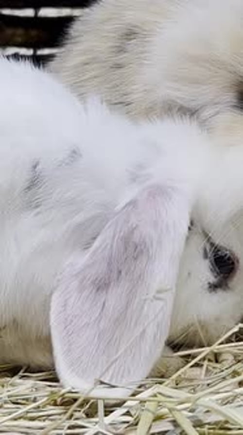 Close-up of a Fluffy White Rabbit on Hay