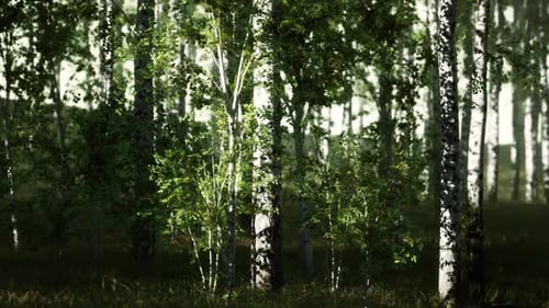 Group of Birch Trees Stand Tall Amongst Forest