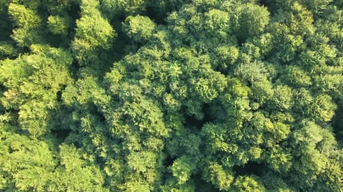 Flachbild von oben nach unten auf den dunklen, üppigen Wald mit grünen Baumkronen im Sommer