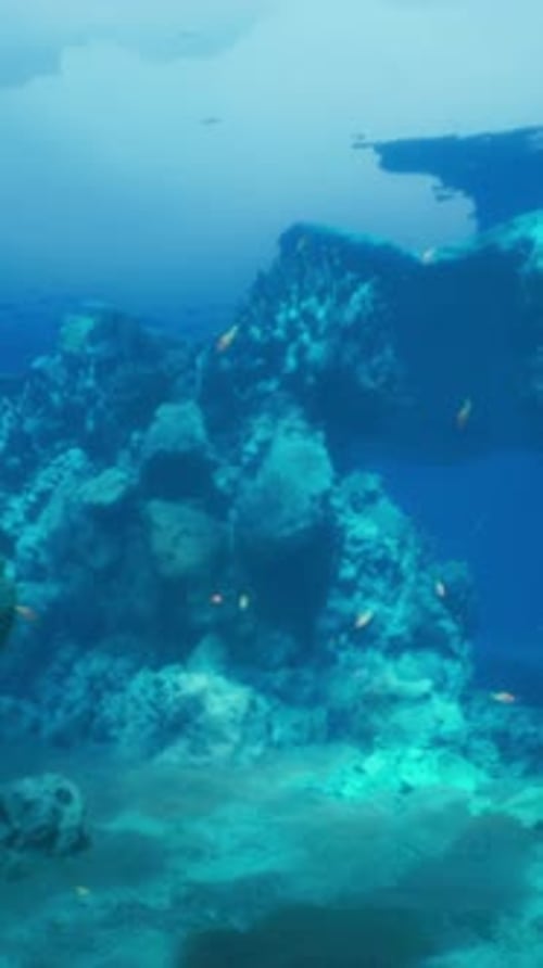 An Underwater View of a Coral Reef in the Ocean