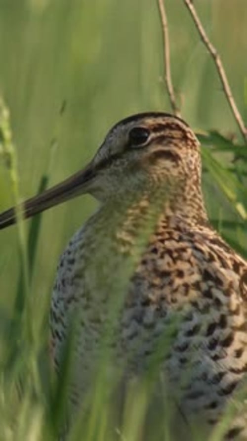 Vue verticale de la bécassine de Latham, de la faune dans la forêt profonde