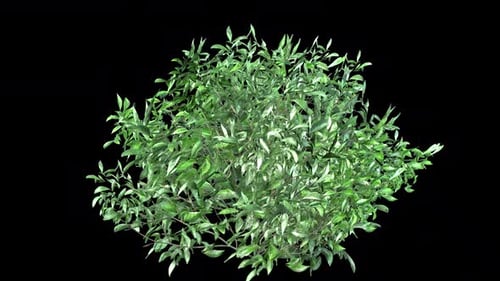 Animated Green Bush with Gently Swaying Leaves