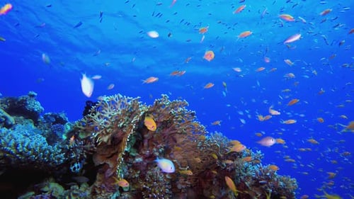 Escena de peces de arrecifes de coral
