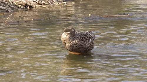 Female Mallard Preens Feathers At Waters Edge At Sunny Day In Yangjaecheon, Seoul, South Korea. - Cl