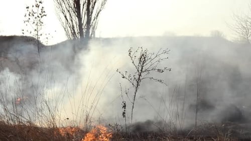 Dry Grass Burning on Field Day Closeup