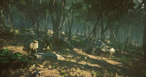 Lush Forest Path with Sunlight Filtering Through the Trees at Midday