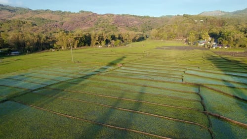 Aerial Rice Fields at Sunrise with Warm Morning Light