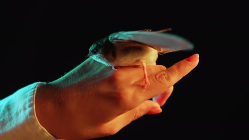 Small Bird Perched on Hand in Close Up