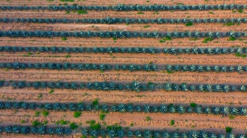 Farmland landscape of agriculture and sowing of agave and maguey plant fields land tequila