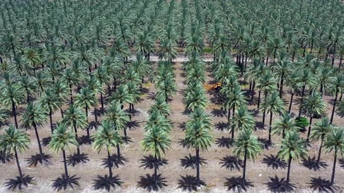 Aerial view of a large Date Palms plantation in the desert.