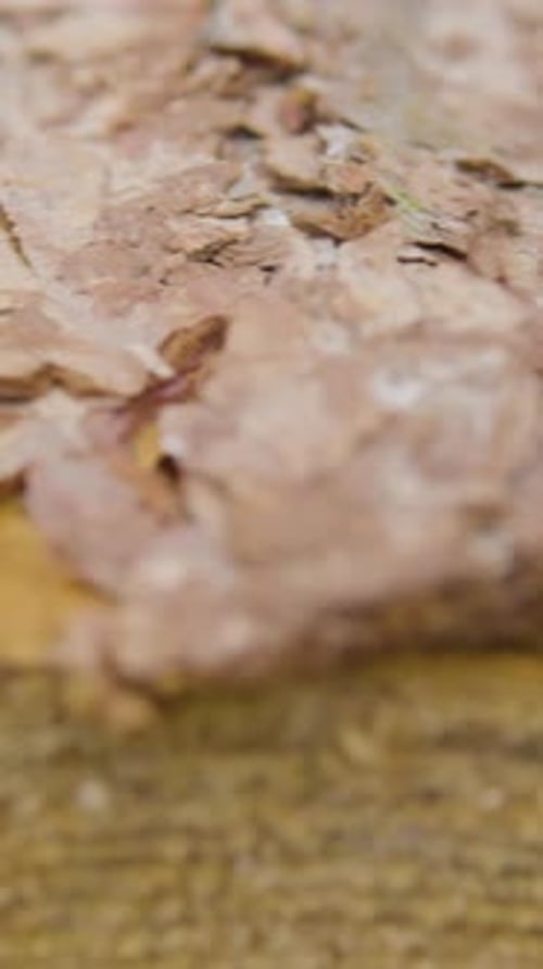Extreme Of Tree Bark And Wood Grain Texture In Forest