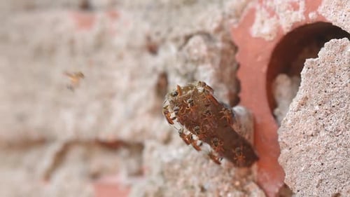 Close Up of Wasps Building Nest on Brick Wall
