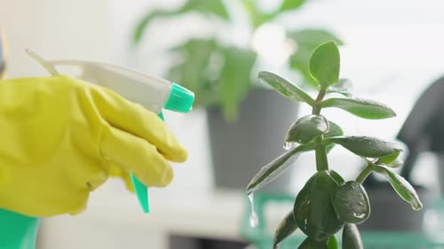 Watering Indoor Plant with Spray Bottle