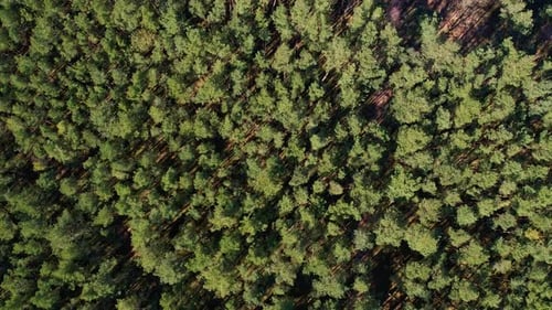 Aerial View of Forest Top View Drone Shot Flying Over Spruce Conifer Treetops Nature Background
