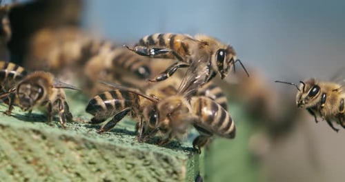 Honey bees fly near a beehive in a super slow motion. Shot on super slow motion camera 1600 fps.