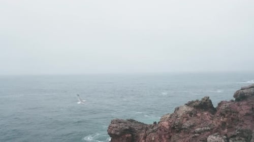 Seagull flying by the rocky mountain shoreline of Portugal - aerial