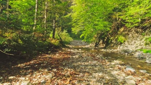 Aerial View Stream of a Mountain River in a Magical Green Forest