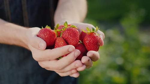 Handful of Ripe Strawberries in Rural Setting