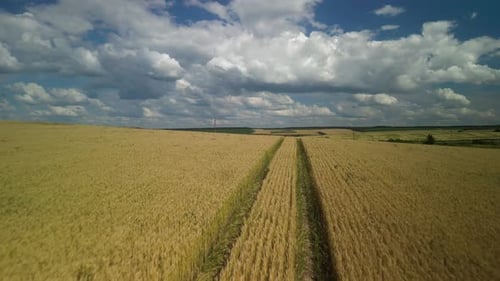 Wheat field aerial view in Ukraine