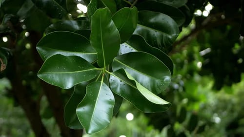 Green leaves with rainny on background, low light,green image