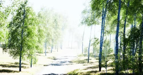 Bright Sunlit Path Through a Serene Forest with Lush Green Trees