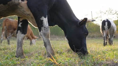 Cows Walking on Lawn and Eating Fresh Green Grass