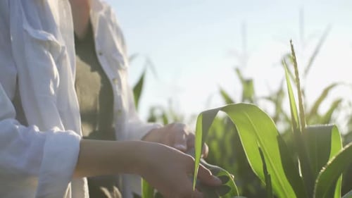 Woman agronomist farmer in a young cornfield at sunset or sunrise. Girl agronomist in the corn field
